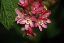 Flowering Currant, Ribes sanguineum.