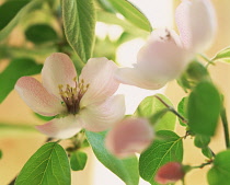 Apricot, Prunus armeniaca.