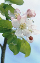 Apple, Malus domestica.