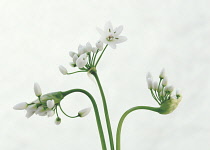 Wildgarlic, Ramsons, Allium ursinum.