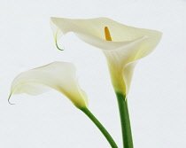 Lily, Arum lily, Calla lily, Zantedeschia aethiopica.