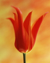 Tulip, Tulipa 'Ballerina'.