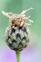 Knapweed, Centaurea.