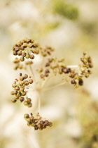 PerfoliateAlexanders, Smyrnium perfoliatum.