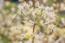 Triteleia, Triteleia ixoides 'Starlight'.