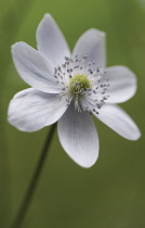 Anemone.