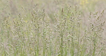 Grass.