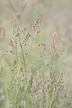 Grass.
