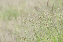 Grass.