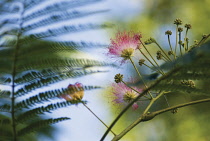 Powder-pufftree, Calliandra.