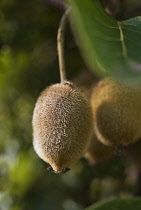 Kiwi, Actinidia chinensis.