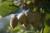 Kiwi, Actinidia chinensis.