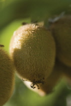 Kiwi, Actinidia chinensis.