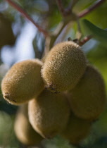 Kiwi, Actinidia chinensis.