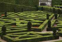 Box, common, Buxus sempervirens.