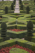 Box, common, Buxus sempervirens.