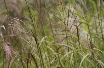 Miscanthus, Chinese SIlver Grass, Miscanthus sinensis 'Golaith'.