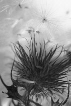 Thistle, Spear thistle, Scotch thistle, Bull thistle, Cirsium vulgare.