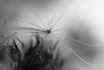 Thistle, Spear thistle, Scotch thistle, Bull thistle, Cirsium vulgare.