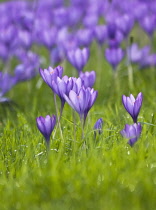 Crocus, Crocus vernus.
