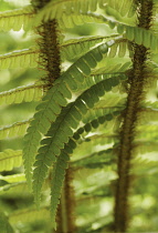Fern, Wallich's wood fern, Dryopteris wallichiana.