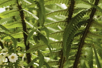 Fern, Wallich's wood fern, Dryopteris wallichiana.