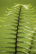 Fern, Wallich's wood fern, Dryopteris wallichiana.