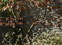 Judustree, Cercis ciliquastrum.