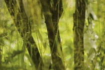 Bowlesgoldengrass, Milium effusum 'Aureum'.