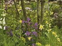 Sweetrocket, Dame's rocket, Hesperis matronalis.