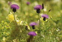 Knapweed, Centaurea nigra.