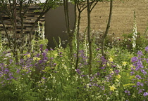 Sweetrocket, Dame's rocket, Hesperis matronalis.