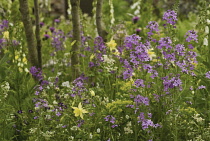 Sweetrocket, Dame's rocket, Hesperis matronalis.