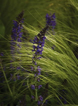 Salvia.