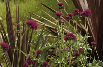 Thistle, Cirsium.