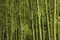 Bamboo, Phyllostachys vivax.