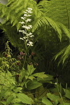 Rodgersia, Rodgersia podophylla.