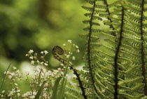 Fern, Wallich's wood fern, Dryopteris wallichiana.