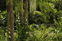 Foxglove, Digitalis purpurea albiflora.