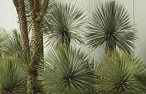 Yucca, Yucca rostrata.