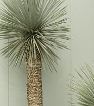 Yucca, Yucca rostrata.