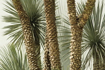 Yucca, Yucca rostrata.