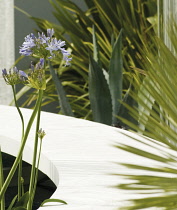 Agapanthus.