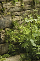 Nettle, Urtica dioica.