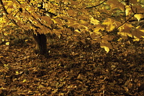 Field Maple, Acer campestre.