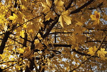 Field Maple, Acer campestre.