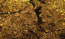 Field Maple, Acer campestre.