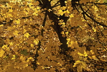 Field Maple, Acer campestre.