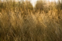 Reeds, Sedge, Phragmites australis.