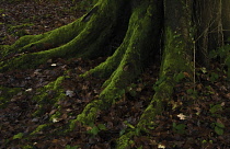 Beech, Fagus sylvatica.